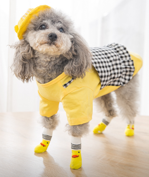 ペットソックスをはいて犬